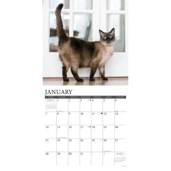 Siamese Cats 2024 Wall Calendar -Calendars Sales Store 202400004024 ALT2