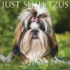 Just Shih Tzus 2024 Wall Calendar 2 Just Shih Tzus 2024 Wall Calendar -Calendars Sales Store 202400004025