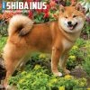 Just Shiba Inus 2024 Wall Calendar -Calendars Sales Store 202400004027