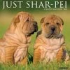 Just Shar Peis 2024 Wall Calendar -Calendars Sales Store 202400004032
