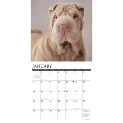 Just Shar Peis 2024 Wall Calendar -Calendars Sales Store 202400004032 ALT2