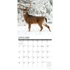 Seasons Of The Whitetail 2024 Wall Calendar -Calendars Sales Store 202400004033 ALT2