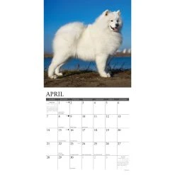 Just Samoyeds 2024 Wall Calendar -Calendars Sales Store 202400004040 ALT2