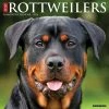 Just Rottweilers 2024 Wall Calendar 2 Just Rottweilers 2024 Wall Calendar -Calendars Sales Store 202400004045
