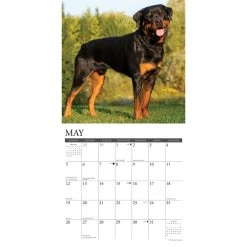 Just Rottweilers 2024 Wall Calendar -Calendars Sales Store 202400004045 ALT2