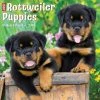 Just Rottweiler Puppies 2024 Wall Calendar 1 Just Rottweiler Puppies 2024 Wall Calendar -Calendars Sales Store 202400004046