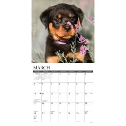 Just Rottweiler Puppies 2024 Wall Calendar 9 Just Rottweiler Puppies 2024 Wall Calendar -Calendars Sales Store 202400004046 ALT2