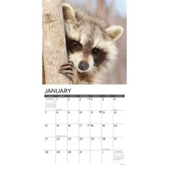 Rascally Raccoons 2024 Wall Calendar -Calendars Sales Store 202400004052 ALT2