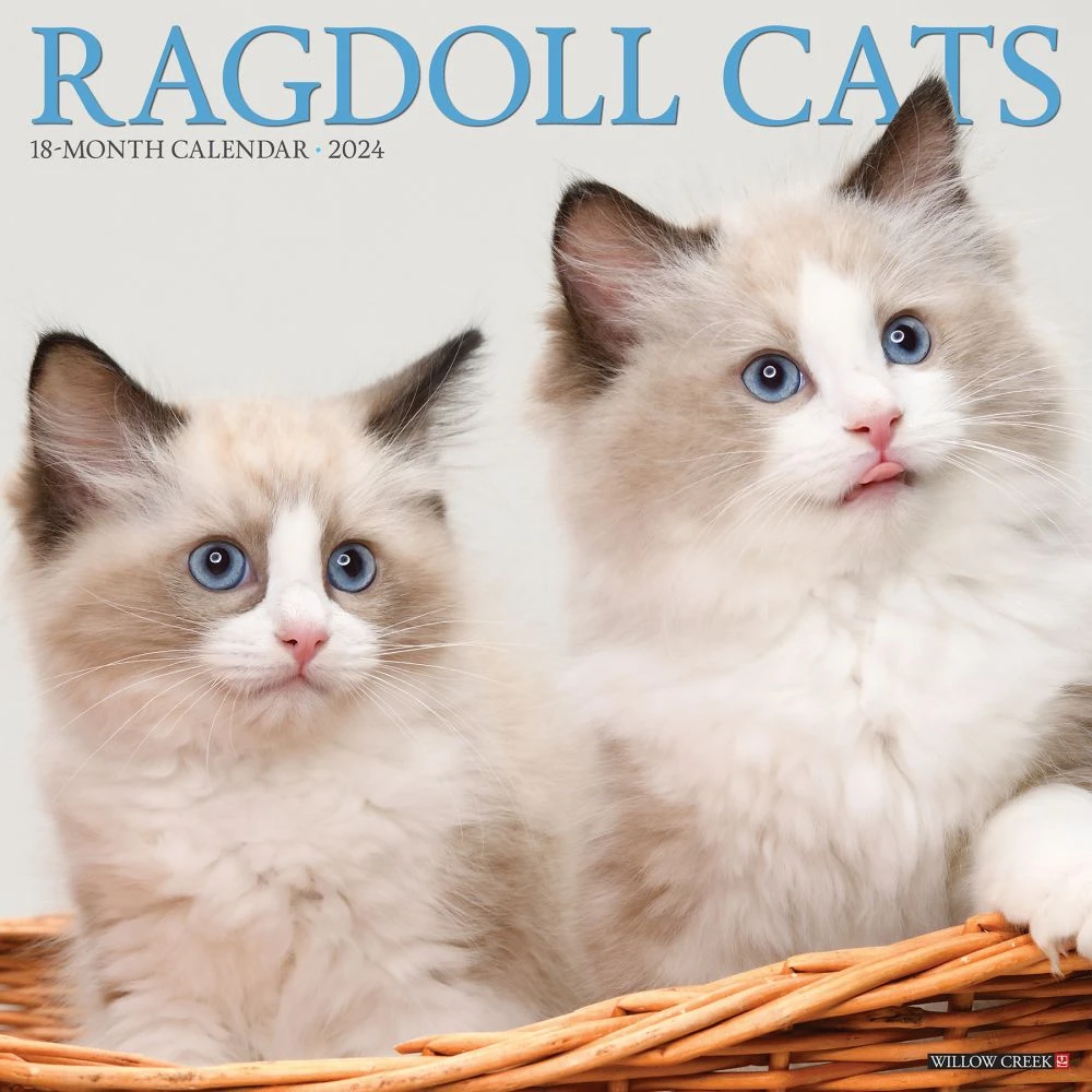 Ragdoll Cats 2024 Wall Calendar 3 Ragdoll Cats 2024 Wall Calendar