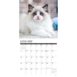 Ragdoll Cats 2024 Wall Calendar 9 Ragdoll Cats 2024 Wall Calendar -Calendars Sales Store 202400004055 ALT2