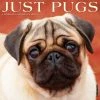 Just Pugs 2024 Wall Calendar -Calendars Sales Store 202400004059