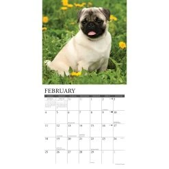 Just Pugs 2024 Wall Calendar -Calendars Sales Store 202400004059 ALT2