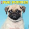 Just Pug Puppies 2024 Wall Calendar -Calendars Sales Store 202400004060