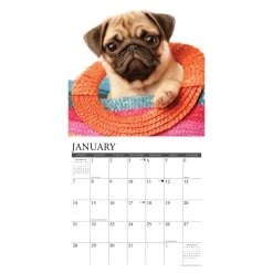 Just Pug Puppies 2024 Wall Calendar -Calendars Sales Store 202400004060 ALT2