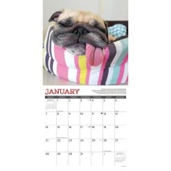 Pug Mugs 2024 Wall Calendar -Calendars Sales Store 202400004061 ALT2