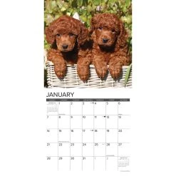 Just Poodle Puppies 2024 Wall Calendar -Calendars Sales Store 202400004065 ALT2