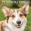 Just Corgis Pembrook 2024 Wall Calendar -Calendars Sales Store 202400004076