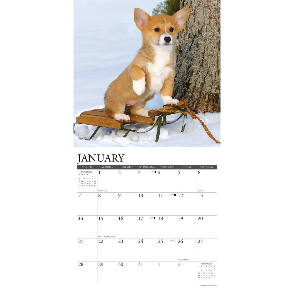 Just Corgis Pembrook 2024 Wall Calendar 5 Just Corgis Pembrook 2024 Wall Calendar - Image 3