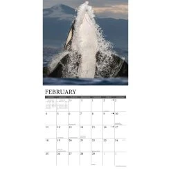 Orcas 2024 Wall Calendar -Calendars Sales Store 202400004086 ALT2