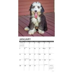 Just Old English Sheepdogs 2024 Wall Calendar -Calendars Sales Store 202400004088 ALT2