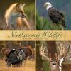 Northwoods Wildlife 2024 Wall Calendar -Calendars Sales Store 202400004091
