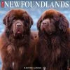 Just Newfoundlands 2024 Wall Calendar -Calendars Sales Store 202400004094