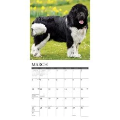 Just Newfoundlands 2024 Wall Calendar -Calendars Sales Store 202400004094 ALT2