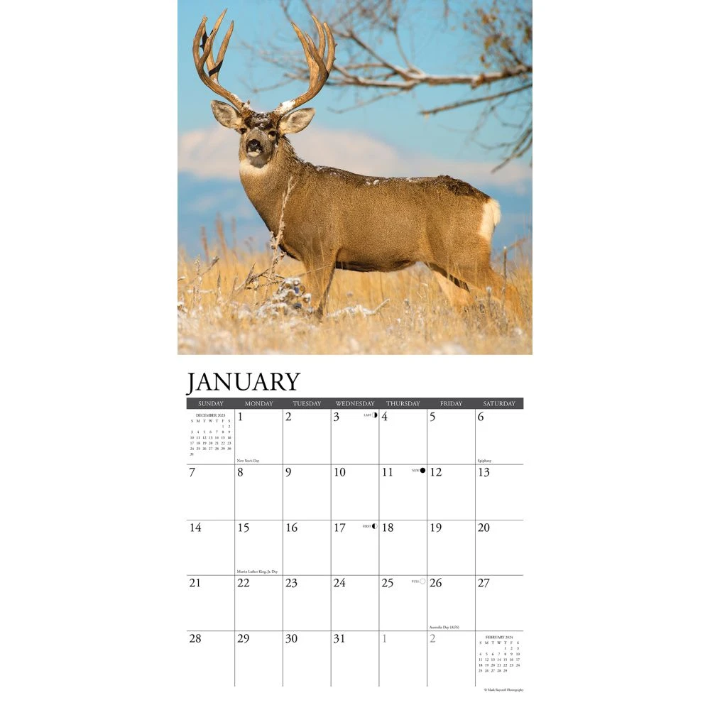 Mule Deer 2024 Wall Calendar 5 Mule Deer 2024 Wall Calendar - Image 3
