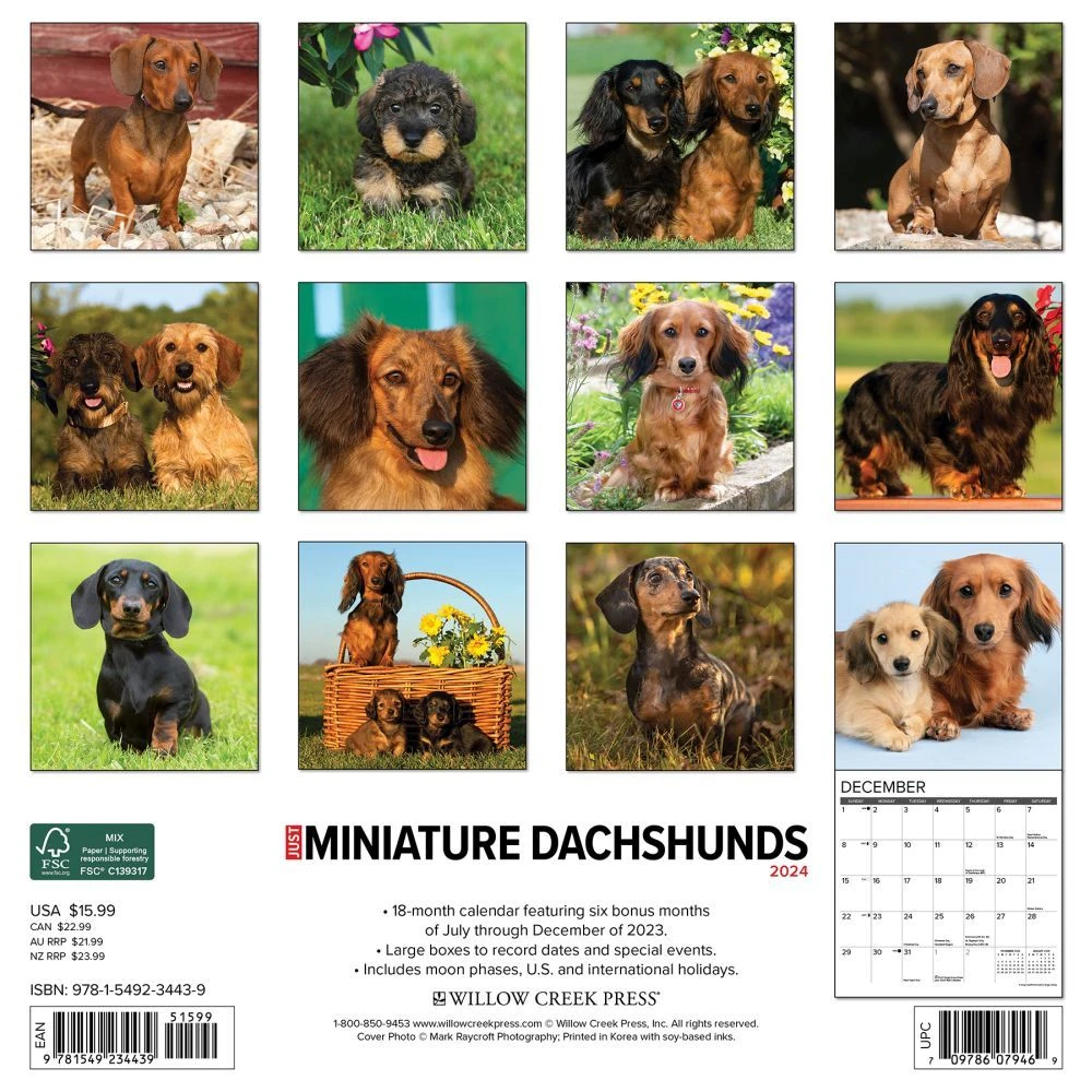 Just Miniature Dachshunds 2024 Wall Calendar 4 Just Miniature Dachshunds 2024 Wall Calendar - Image 2