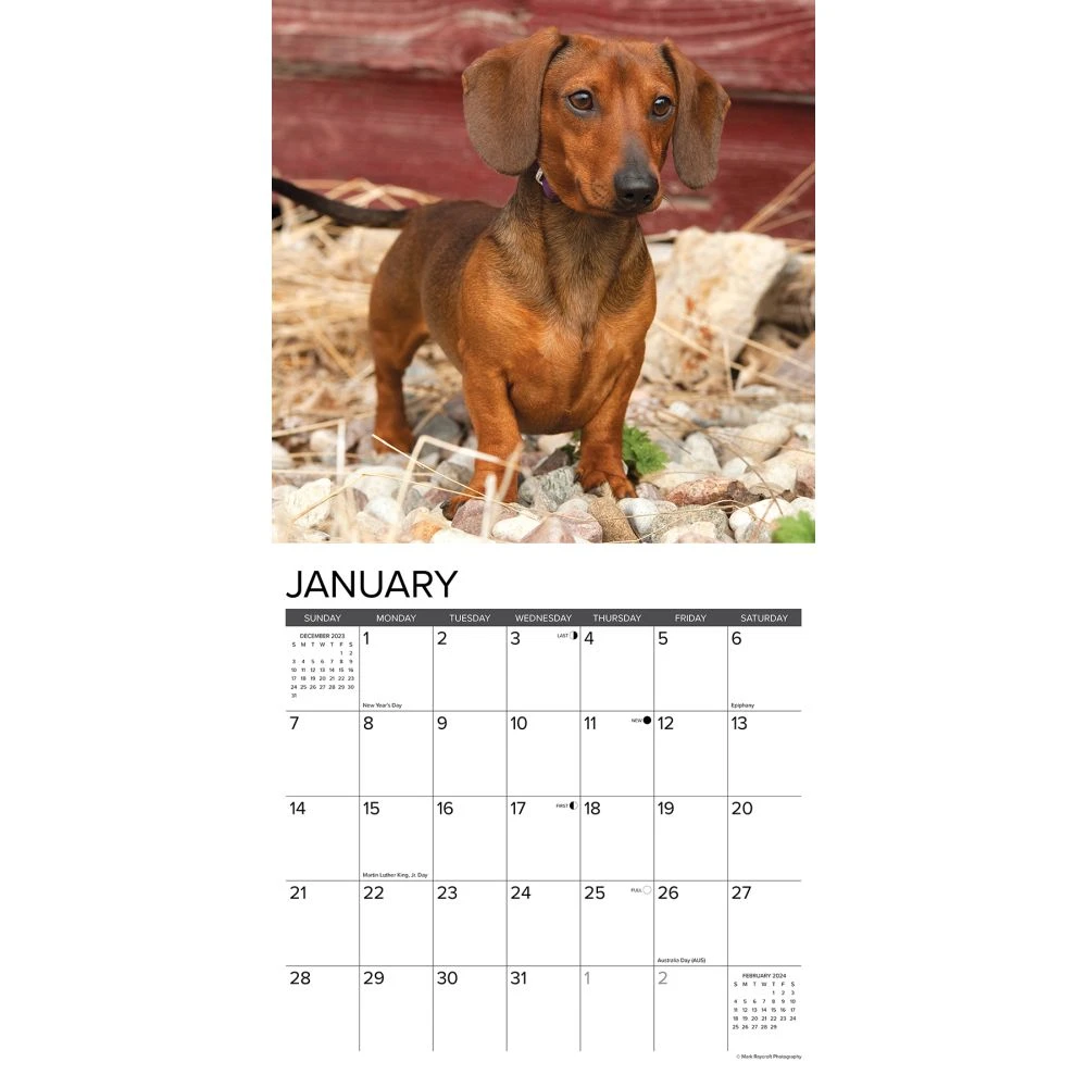 Just Miniature Dachshunds 2024 Wall Calendar 5 Just Miniature Dachshunds 2024 Wall Calendar - Image 3