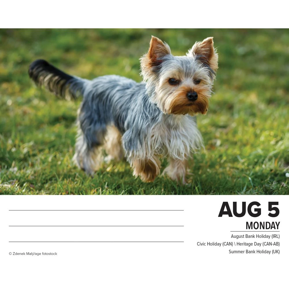 Just Yorkies 2024 Desk Calendar 5 Just Yorkies 2024 Desk Calendar - Image 3