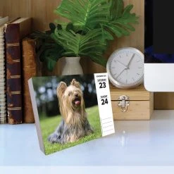 Just Yorkies 2024 Desk Calendar 11 Just Yorkies 2024 Desk Calendar -Calendars Sales Store 202400004318 ALT3