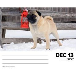 Just Pugs 2024 Desk Calendar -Calendars Sales Store 202400004330 ALT2