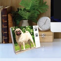 Just Pugs 2024 Desk Calendar -Calendars Sales Store 202400004330 ALT3