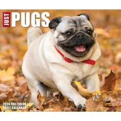 Just Pugs 2024 Desk Calendar -Calendars Sales Store 202400004330 ALT4