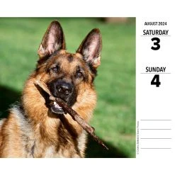 Just German Shepherds 2024 Desk Calendar -Calendars Sales Store 202400004341 ALT2