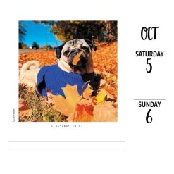 Doug The Pug 2024 Desk Calendar 10 Doug The Pug 2024 Desk Calendar -Calendars Sales Store 202400004343 ALT2