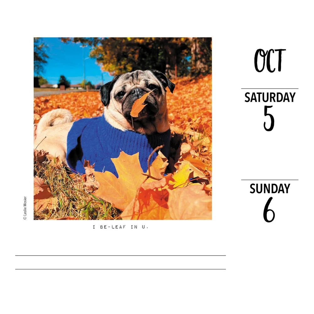 Doug The Pug 2024 Desk Calendar 5 Doug The Pug 2024 Desk Calendar - Image 3
