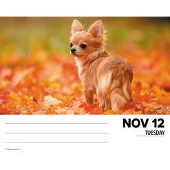 Just Chihuahuas 2024 Desk Calendar 10 Just Chihuahuas 2024 Desk Calendar -Calendars Sales Store 202400004349 ALT2