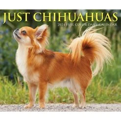 Just Chihuahuas 2024 Desk Calendar 12 Just Chihuahuas 2024 Desk Calendar -Calendars Sales Store 202400004349 ALT4