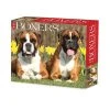 Just Boxers 2024 Desk Calendar -Calendars Sales Store 202400004352