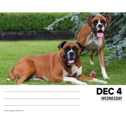Just Boxers 2024 Desk Calendar -Calendars Sales Store 202400004352 ALT2