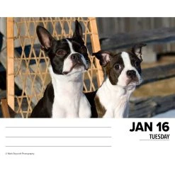 Just Boston Terriers 2024 Desk Calendar -Calendars Sales Store 202400004353 ALT2