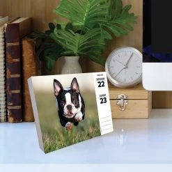 Just Boston Terriers 2024 Desk Calendar -Calendars Sales Store 202400004353 ALT3