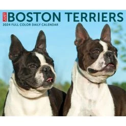 Just Boston Terriers 2024 Desk Calendar -Calendars Sales Store 202400004353 ALT4