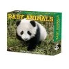 Baby Animals 2024 Desk Calendar