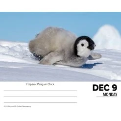 Baby Animals 2024 Desk Calendar 9 Baby Animals 2024 Desk Calendar -Calendars Sales Store 202400004360 ALT2