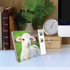 Baby Animals 2024 Desk Calendar 10 Baby Animals 2024 Desk Calendar -Calendars Sales Store 202400004360 ALT3
