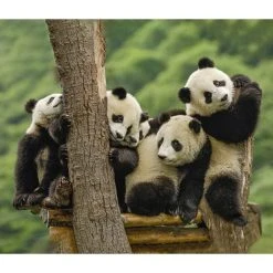 Giant Pandas WWF 2024 Wall Calendar -Calendars Sales Store 2058bf3c aa5e 4818 a2be ed9e647812ec