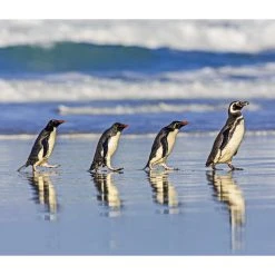 Penguins WWF 2024 Wall Calendar -Calendars Sales Store 20964a81 95f3 4581 8f12 9becb5186c7c